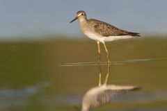 Lesser Yellowlegs, Tringa flavipes