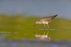 Lesser Yellowlegs, Tringa flavipes