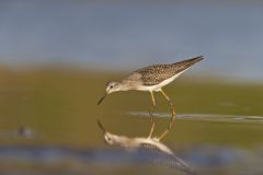 Lesser Yellowlegs, Tringa flavipes