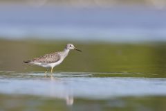 Lesser Yellowlegs, Tringa flavipes