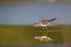 Lesser Yellowlegs, Tringa flavipes