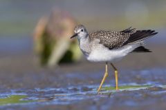 Lesser Yellowlegs, Tringa flavipes