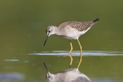 Lesser Yellowlegs, Tringa flavipes