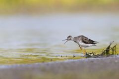 Lesser Yellowlegs, Tringa flavipes