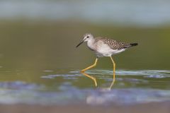 Lesser Yellowlegs, Tringa flavipes