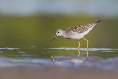 Lesser Yellowlegs, Tringa flavipes