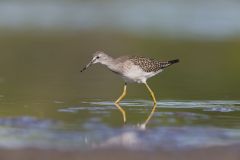 Lesser Yellowlegs, Tringa flavipes