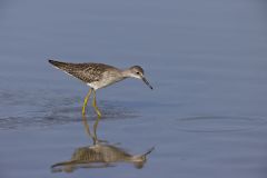 Lesser Yellowlegs, Tringa flavipes