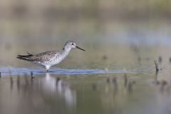 Lesser Yellowlegs, Tringa flavipes