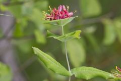 Limber Honeysuckle, Lonicera dioica