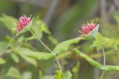 Limber Honeysuckle, Lonicera dioica