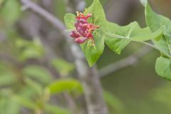 Limber Honeysuckle, Lonicera dioica