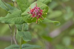 Limber Honeysuckle, Lonicera dioica