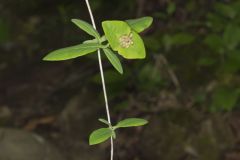 Limber Honeysuckle, Lonicera dioica