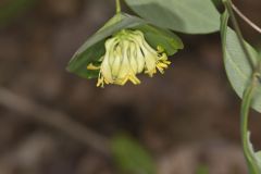 Limber Honeysuckle, Lonicera dioica