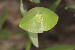 Limber Honeysuckle, Lonicera dioica