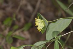 Limber Honeysuckle, Lonicera dioica