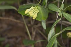 Limber Honeysuckle, Lonicera dioica