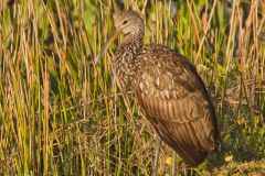 Limpkin, Aramus guarauna