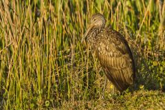 Limpkin, Aramus guarauna