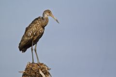 Limpkin, Aramus guarauna