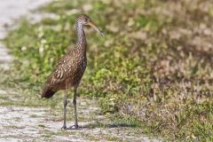 Limpkin, Aramus guarauna