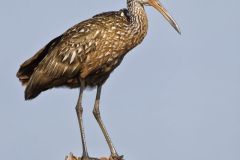 Limpkin, Aramus guarauna