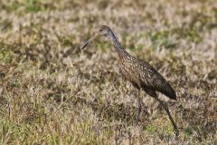 Limpkin, Aramus guarauna