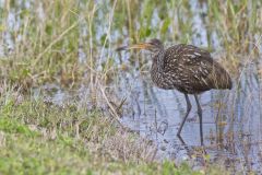 Limpkin, Aramus guarauna