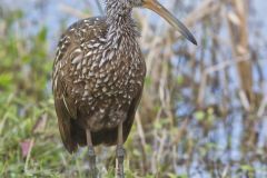 Limpkin, Aramus guarauna