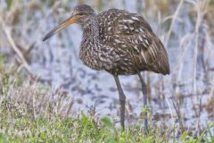 Limpkin, Aramus guarauna