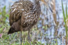 Limpkin, Aramus guarauna