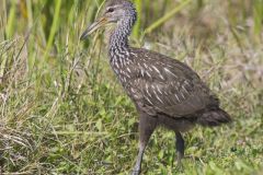 Limpkin, Aramus guarauna