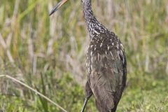 Limpkin, Aramus guarauna