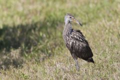 Limpkin, Aramus guarauna