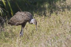 Limpkin, Aramus guarauna