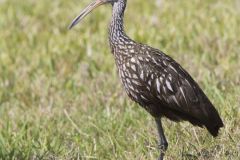 Limpkin, Aramus guarauna