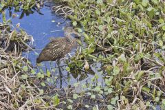 Limpkin, Aramus guarauna