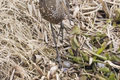 Limpkin, Aramus guarauna