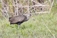 Limpkin, Aramus guarauna