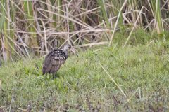 Limpkin, Aramus guarauna