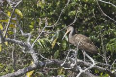 Limpkin, Aramus guarauna