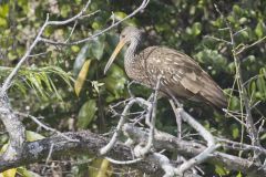 Limpkin, Aramus guarauna