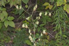 Lion's Foot, Nabalus serpentarius