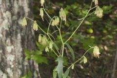 Lion's Foot, Nabalus serpentarius