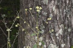 Lion's Foot, Nabalus serpentarius