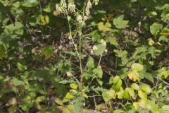 Lion's Foot, Nabalus serpentarius