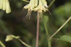 Lion's Foot, Nabalus serpentarius