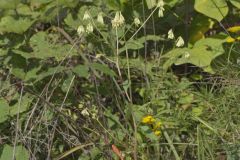 Lion's Foot, Nabalus serpentarius