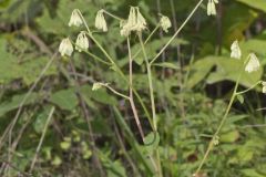 Lion's Foot, Nabalus serpentarius